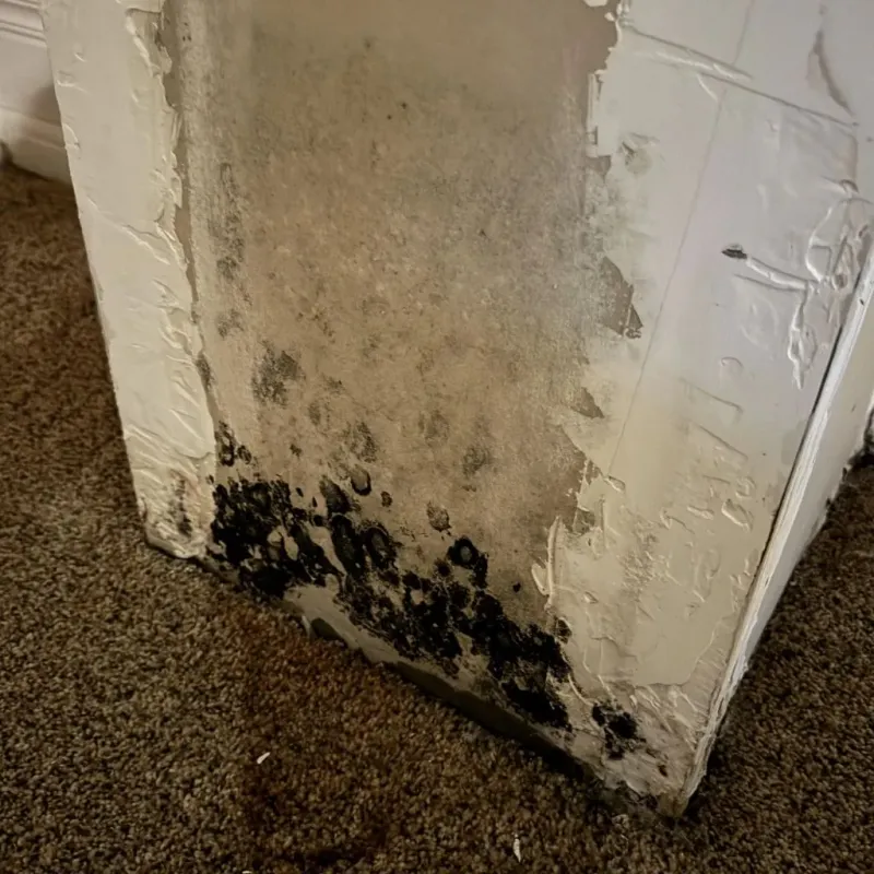 Professional Mold Removal in Crystal Springs, MS